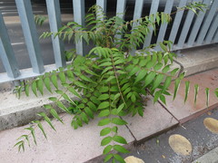 Ailanthus altissima
