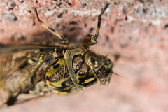 Amphipsalta zelandica