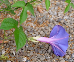 Ipomoea indica