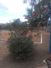 Neriinae