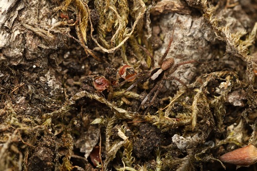 Burnt Wolf Spider, Rozendaal, Nederland, photo 10 of 10