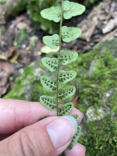 Creeping star-hair fern (Goniopteris reptans)