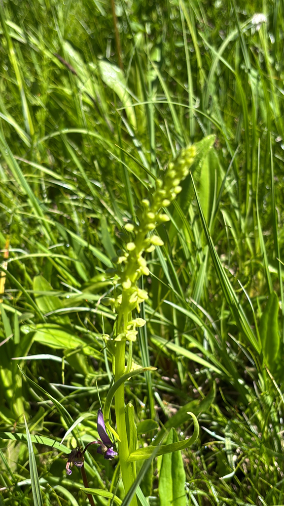 Platanthera stricta