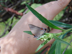 Parrhasius moctezuma
