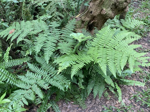 Florida Tree Fern (Ctenitis sloanei)