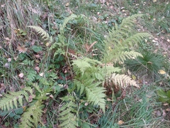 Dryopteris carthusiana