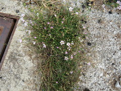 Petrorhagia saxifraga