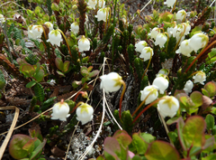 Cassiope tetragona tetragona