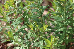 Stillingia zelayensis