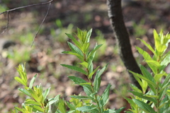 Stillingia zelayensis