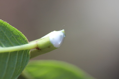 Stillingia zelayensis