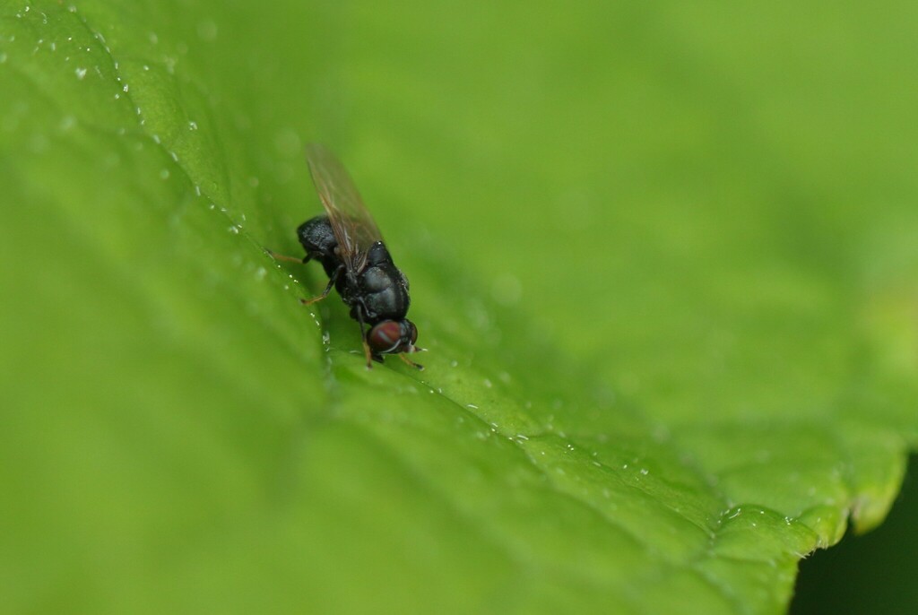 Berkshiria albistylum