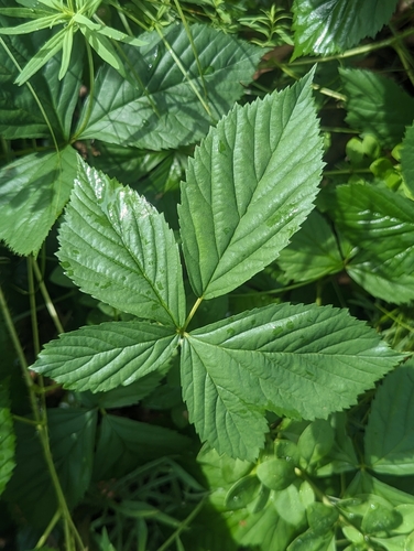 Dissenting Bristleberry (Rubus dissensus)