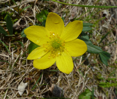 Anemonastrum richardsonii