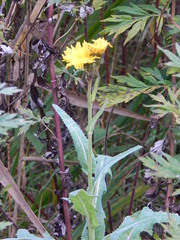 Sonchus arvensis uliginosus