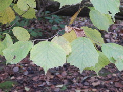 Corylus avellana