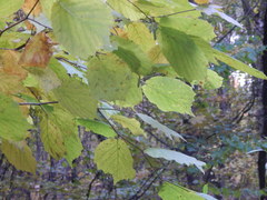 Corylus avellana