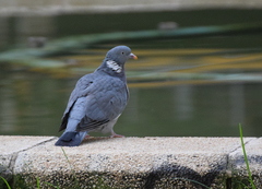 Columba palumbus
