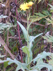 Sonchus arvensis uliginosus