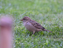 Passer domesticus