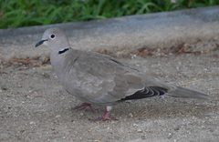 Streptopelia decaocto