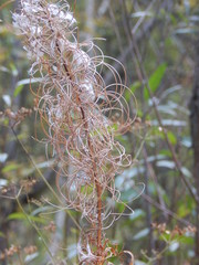Chamaenerion angustifolium