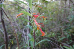 Lobelia laxiflora