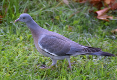 Columba palumbus
