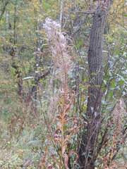 Chamaenerion angustifolium