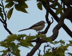 Motacilla alba