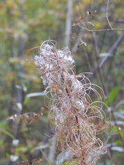 Chamaenerion angustifolium