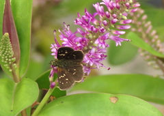 Piruna aea mexicana