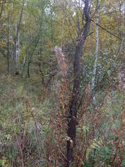 Chamaenerion angustifolium