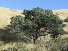Quercus oblongifolia