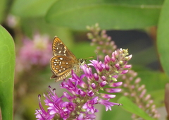 Piruna aea mexicana