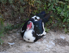 Cairina moschata domestica