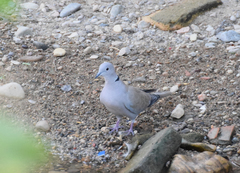 Streptopelia decaocto