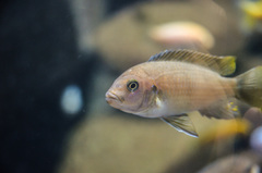 Cynotilapia afra