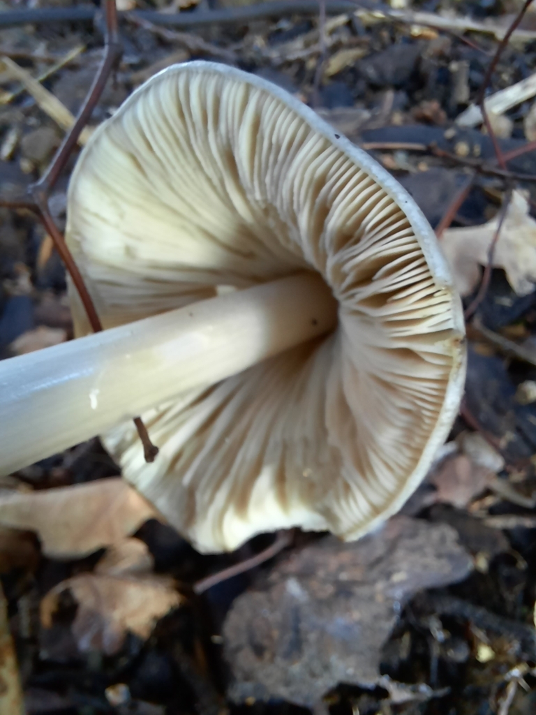 Volvopluteus gloiocephalus · June 2025 · photo: © maxxrandomnumbers (iNaturalist, cc0)