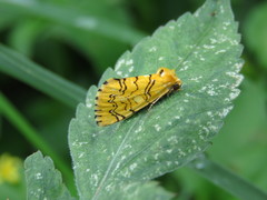 Chrysoecia dela