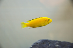 Labidochromis caeruleus