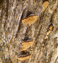 Hexagonia vesparia