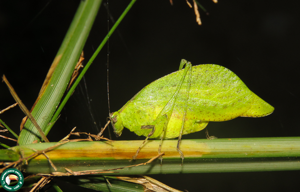 Topana aguilari