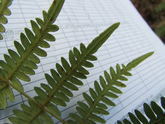 Pteridium caudatum