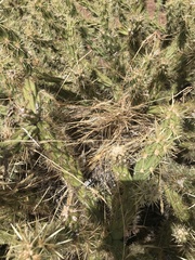 Campylorhynchus brunneicapillus