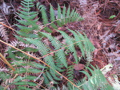 Pteridium caudatum
