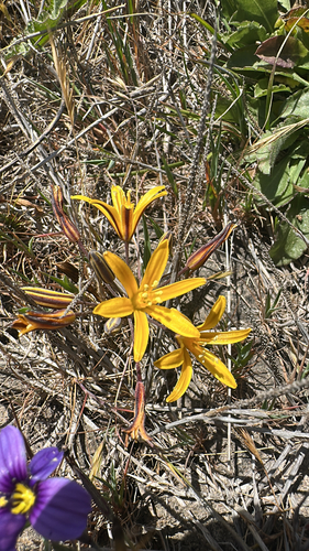dwarf goldenstar (Bloomeria humilis)