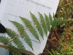 Pteridium caudatum