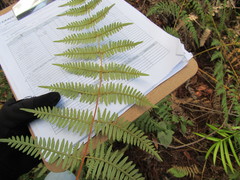 Pteridium caudatum