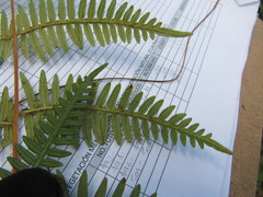 Pteridium caudatum